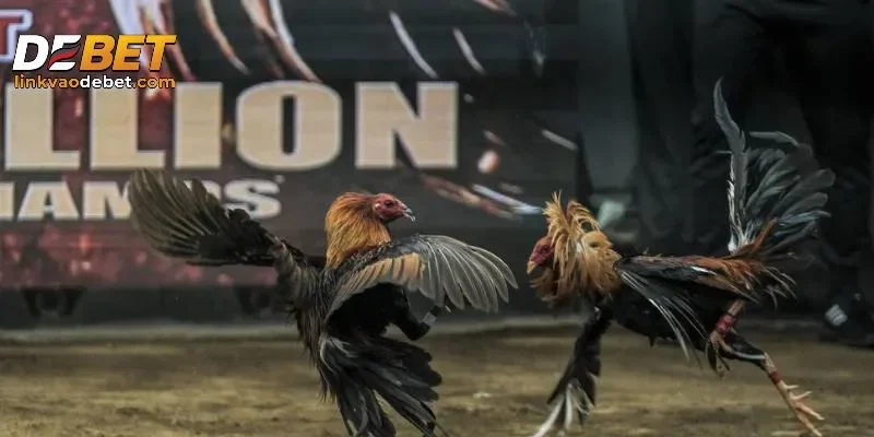 Luật chơi đá gà DEBET chi tiết nhất