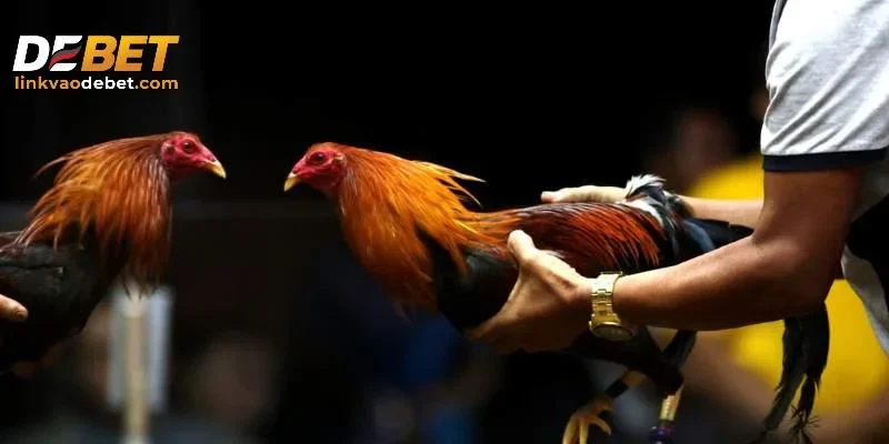 Bí quyết chinh phục đá gà DEBET hiệu quả nhất