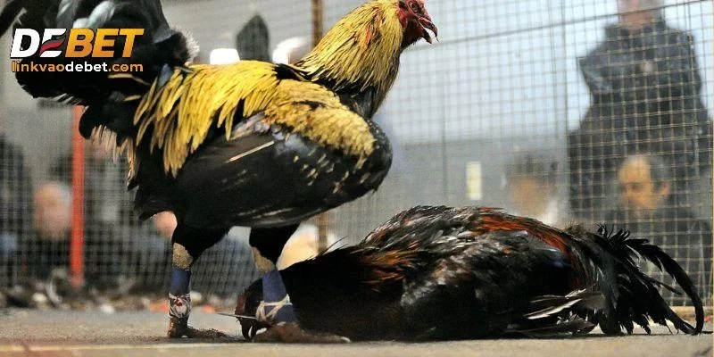 Những ưu điểm nổi bật khi chơi đá gà DEBET