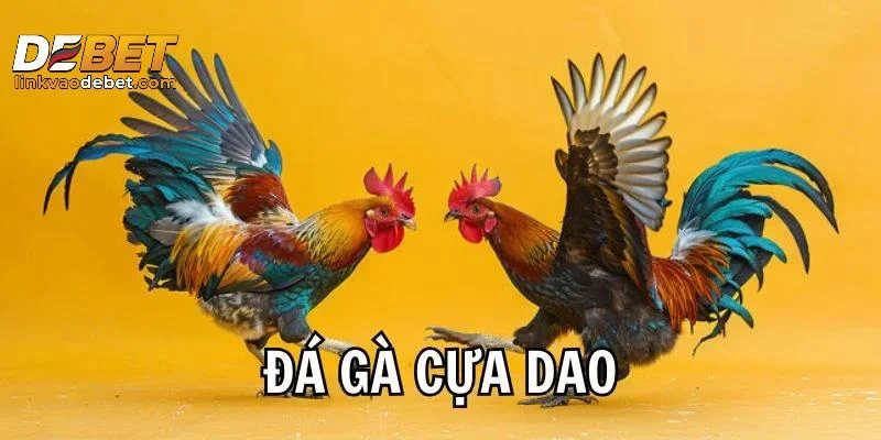 Sức hút đầy kịch tính của đá gà cựa dao