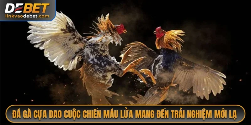 Đá Gà Cựa Dao