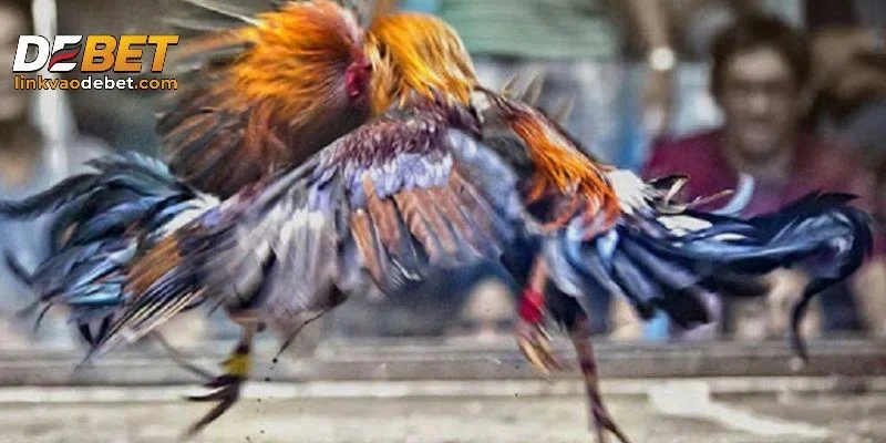 Tìm hiểu về đá gà cựa sắt