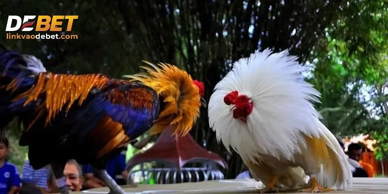 Những điều cần biết khi tham gia đá gà trực tuyến