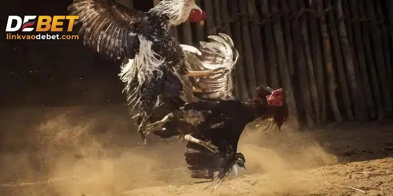 Kinh nghiệm chơi đá gà cựa sắt hiệu quả