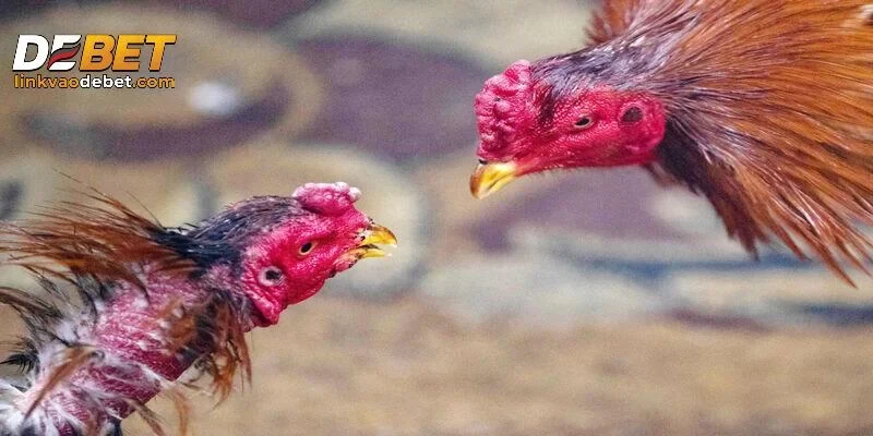 Những điều quan trọng trong luật đá gà