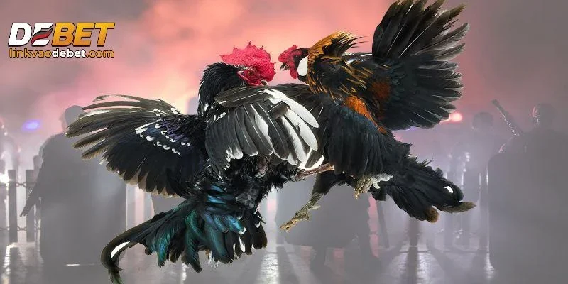 Tổng quan về luật chơi đá gà